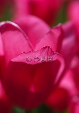 花卉,紫色,粉紅色