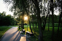 公園,日光,樹