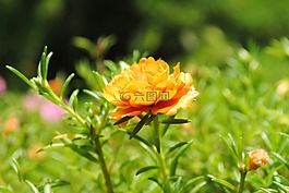 花,花園,特寫