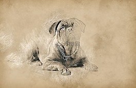 狗,烏賊,槍口