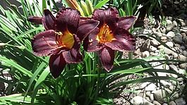 百合,紅色,綠色