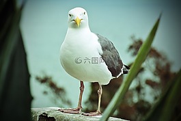 海鷗,性質(zhì),關(guān)閉
