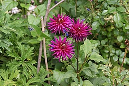 花,花園,公園