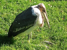 marabu,鳥,動(dòng)物