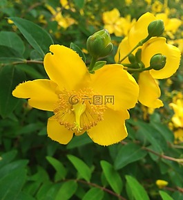 是,hypercom,鮮花