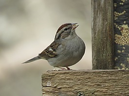 鳥(niǎo),自然,野生動(dòng)物