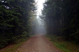 離,霧,森林