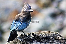 鳥,阿拉斯加州,自然