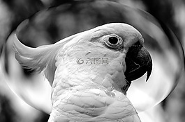 鸚鵡,鳥,野生動(dòng)物