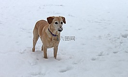 狗,寵物,雪