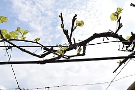 葡萄酒,葡萄園,藤