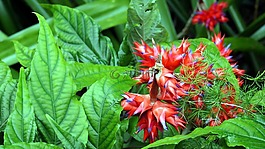 花,红色,植物