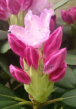 花,粉色,宏