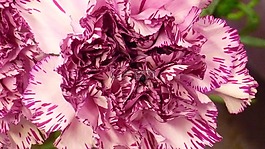 香石竹,花,花花園