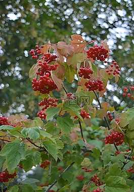 水果,漿果,紅色