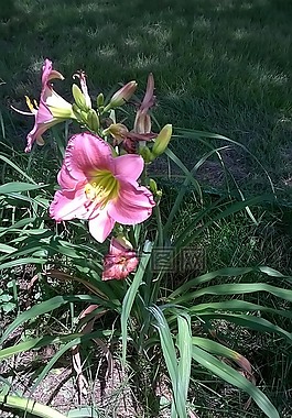 花,粉紅色,綠色