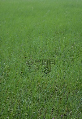 草地,草,動(dòng)物區(qū)系