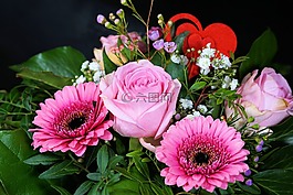 玫瑰,花,開花