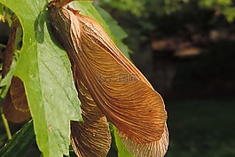 性質(zhì),樹,楓