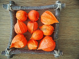 lampionblume,框架,木