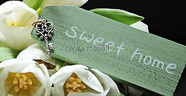 郁金香,盾,甜蜜的家