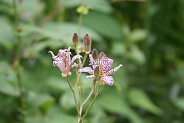 花,关闭了,绿色