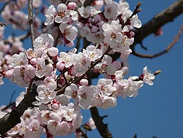 開花,櫻花,科