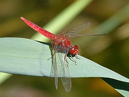 紅蜻蜓,葉,濕地