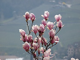 花,玉蘭,春天