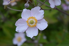 秋天?？??？?開花