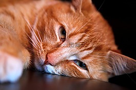 貓,動物,小貓