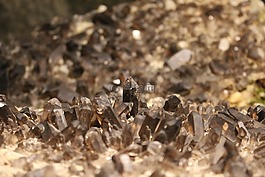 水晶,煙霧石英,宏