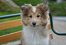 狗,設(shè)得蘭群島牧羊犬,競賽
