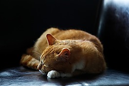 貓,動物,小貓
