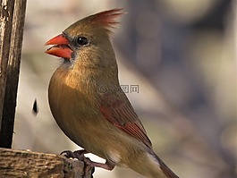 鳥,野生動(dòng)物,自然