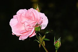 玫瑰,開(kāi)花,玫瑰綻放