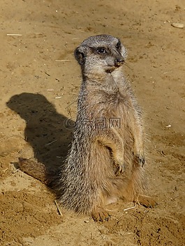 獴,動物園,動物