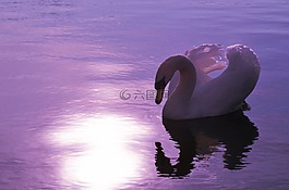 天鵝,湖,鳥(niǎo)