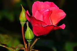 玫瑰,開(kāi)花,玫瑰綻放