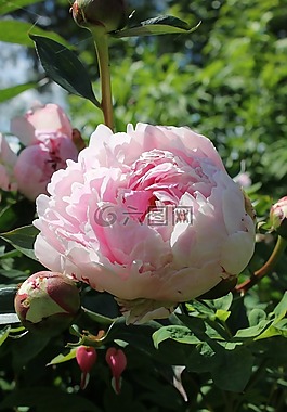 牡丹,花,花園