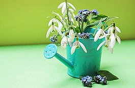 斯諾德羅普,不要忘了我,鮮花