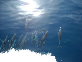 海豚,海,海洋