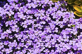 蓝色的枕头,aubrieta,aubrietien