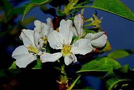 花,白,顏色