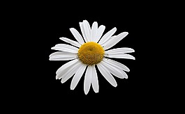margriet,白,花卉