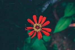 花,紅,性質(zhì)