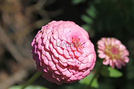 自然,植物區(qū)系,花