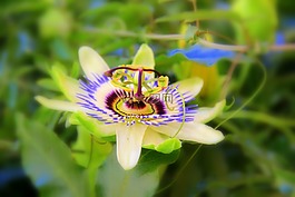 花,性質(zhì),黃色