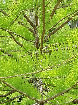 常綠,樹,綠色