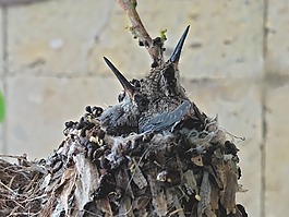 蜂鳥,鳥類,鳥巢